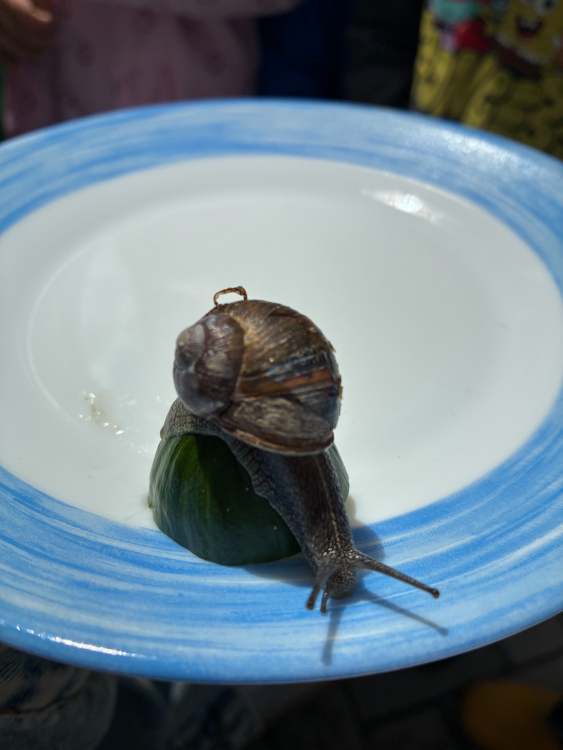 Wir entdecken den Garten. | St. Christophorus